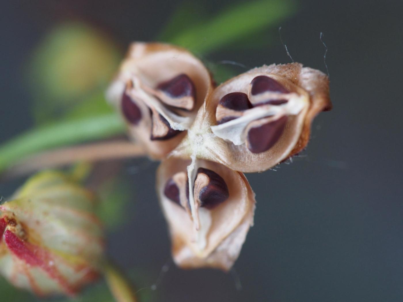 Rock-Rose, Apennine fruit